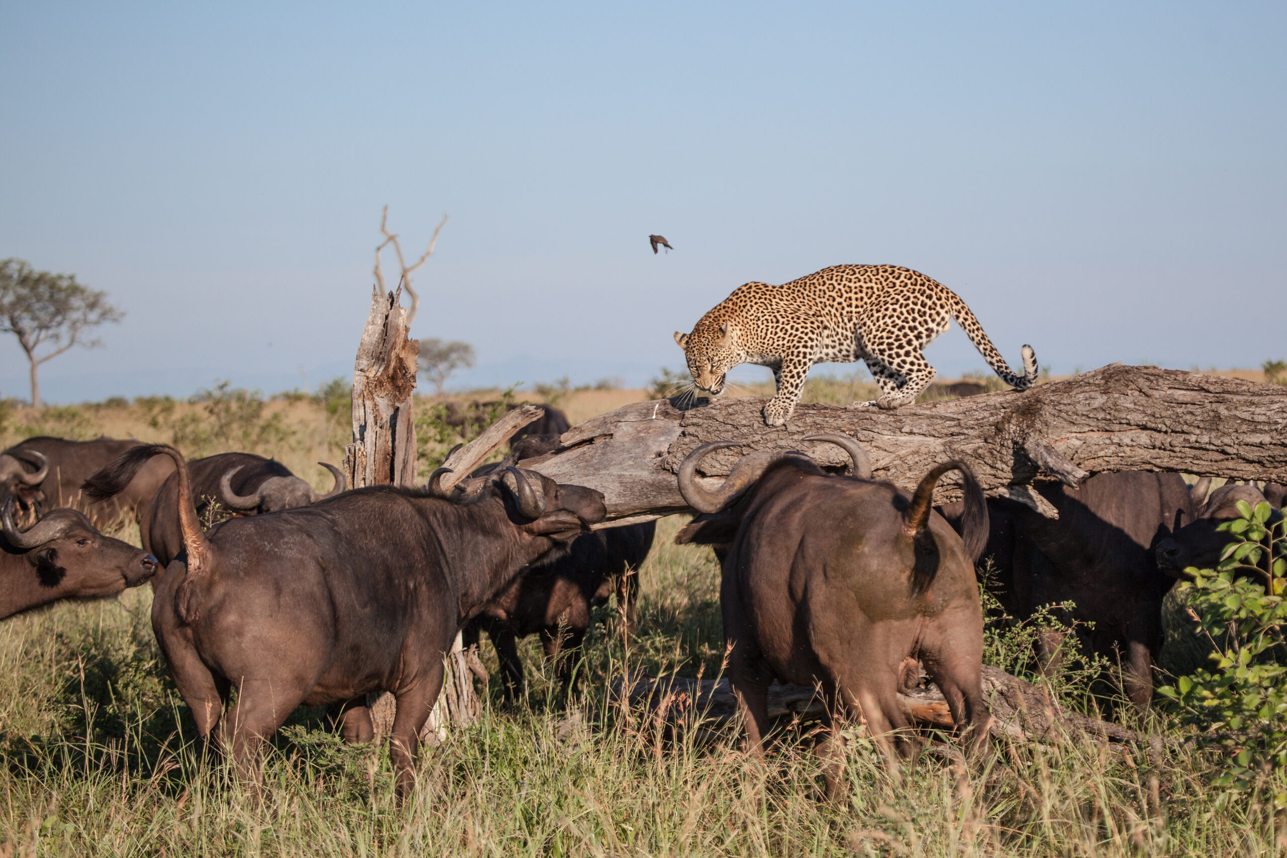 A leopard, Panthera pardus, walks across a log while surrounded by buffalo, Syncerus caffer