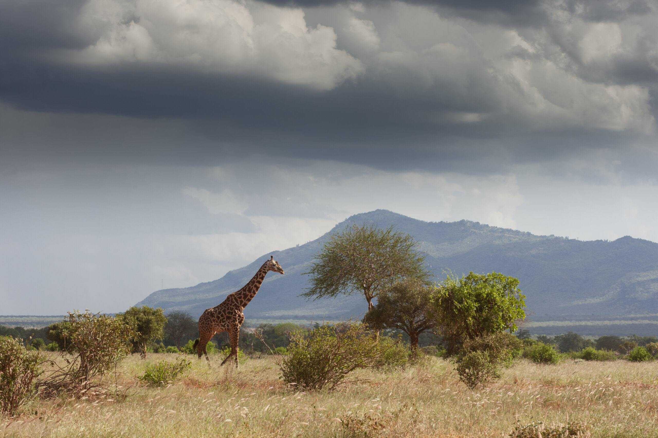 A lone giraffe wandering in the vast savannah under a dramatic sky