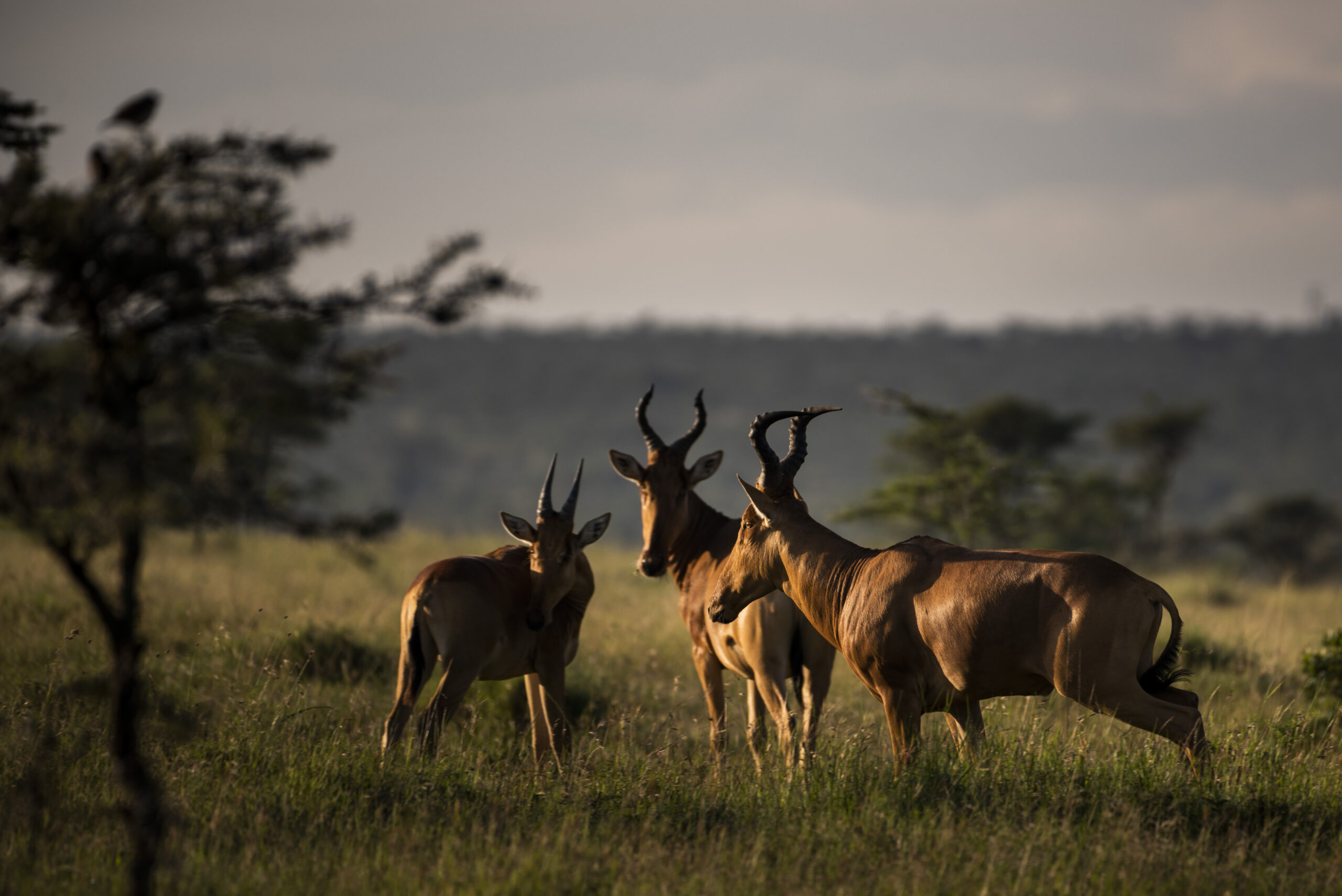 Hartebeest (Alcelaphus buselaphus aka Kongoni) at El Karama Ranch, Laikipia County, Kenya