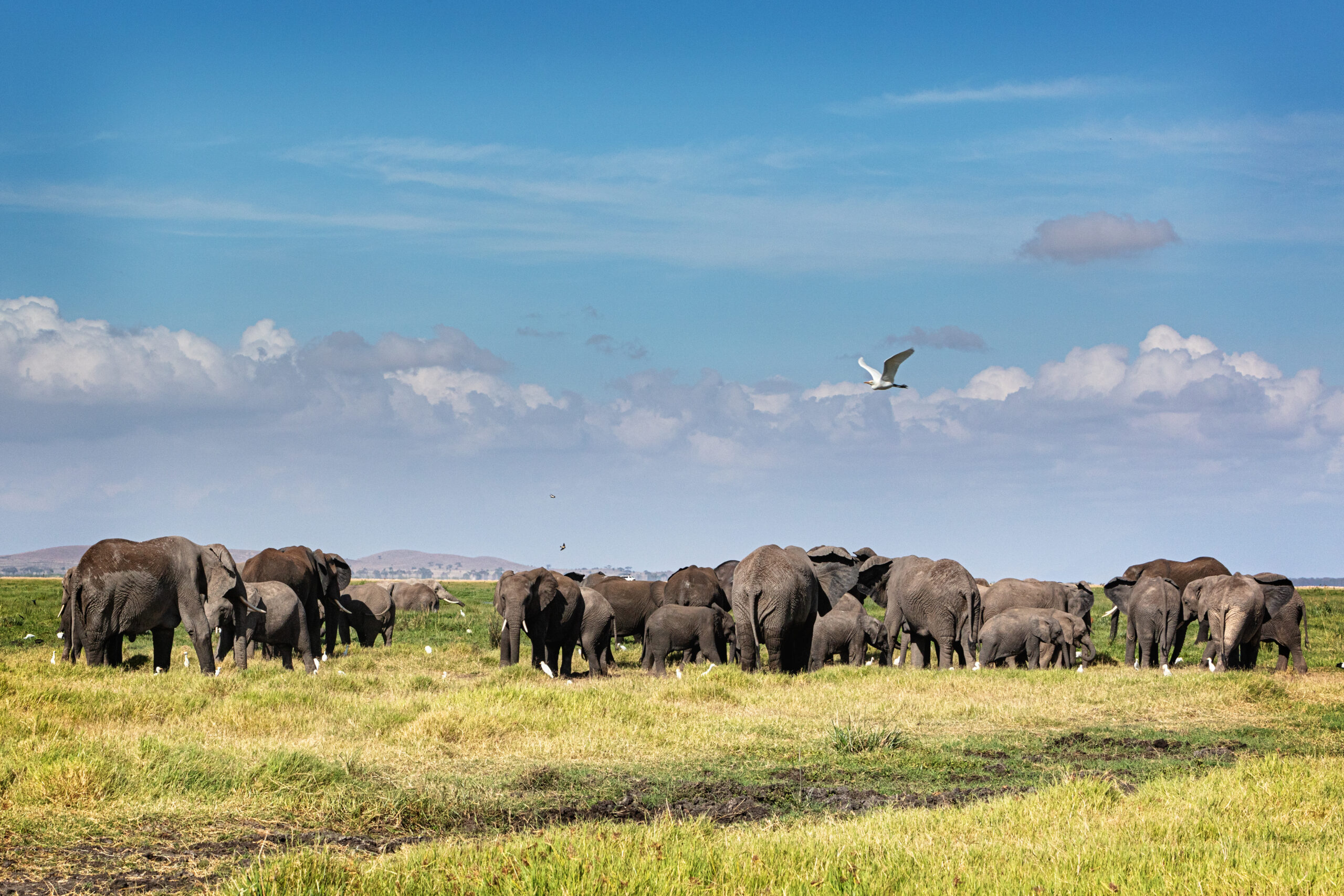 Large herd of African elephants together grazing on grass on the open landscape of Amboseli, Kenya Africa